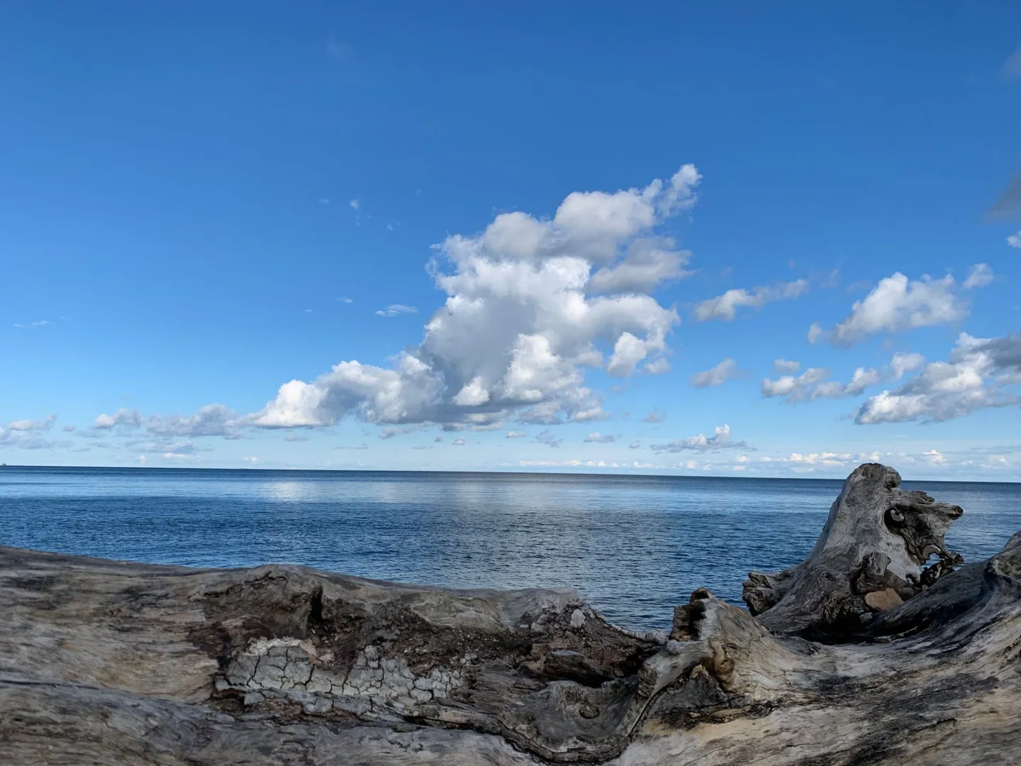 Verwittertes Treibholz am Ufer der Ostsee, dahinter ruhiges Wasser und Quellwolken am blauen Himmel.